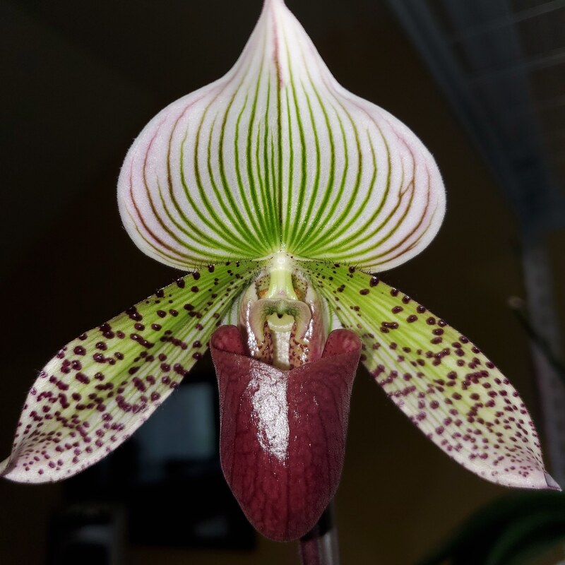 Heart Of Texas Orchid Society Home