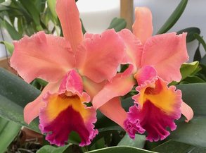 2017 Orchid Show Heart Of Texas Orchid Society